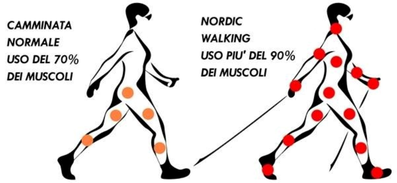 Confronto tra camminata normale, che usa circa il 70% dei muscoli, e nordic walking, che ne usa più del 90%