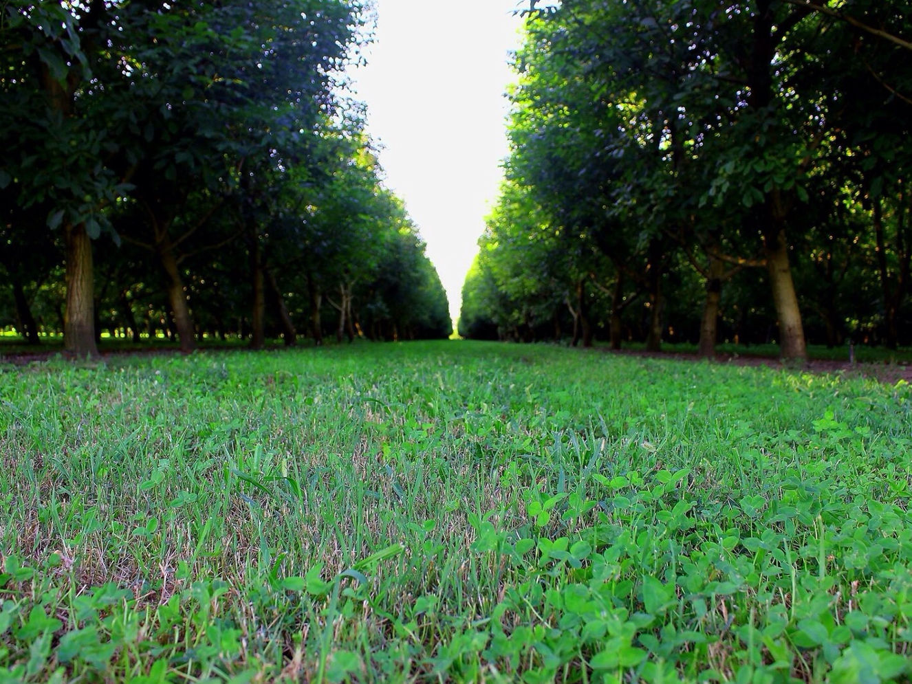 Bosco di noci